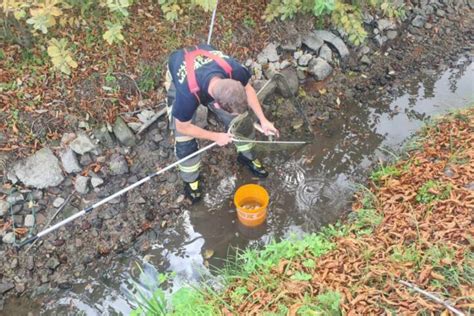 Ff Ebenfurth Igel Steckt In Zaun Von Feuerwehr Gerettet