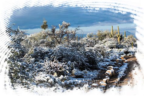 White Winter In The Desert Of Tucson Arizona Photograph By Michael