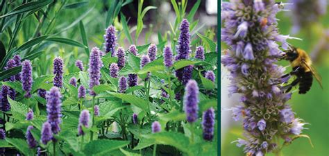 Anise Hyssop 2019 Herb Of The Year Heydens Gardens Cedarburg Wi