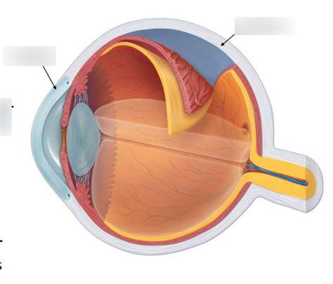 Diagram Of The Eye Quizlet