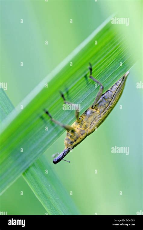 Lixus Iridis Weevil Cabbage Colored Weevil With Split Elytra From