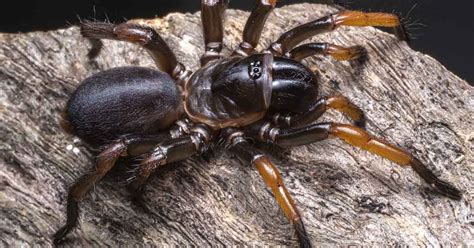 Super Size Trapdoor Spider Discovered In Australia The Premier Daily