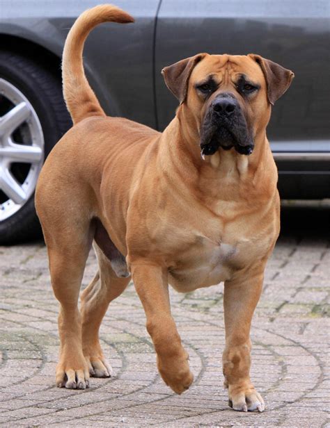 Boerboel Dog Breed Information And Pictures Artofit