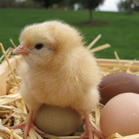 Day Old Chick Maintenance Early Phase Laying Hens Laying Hens