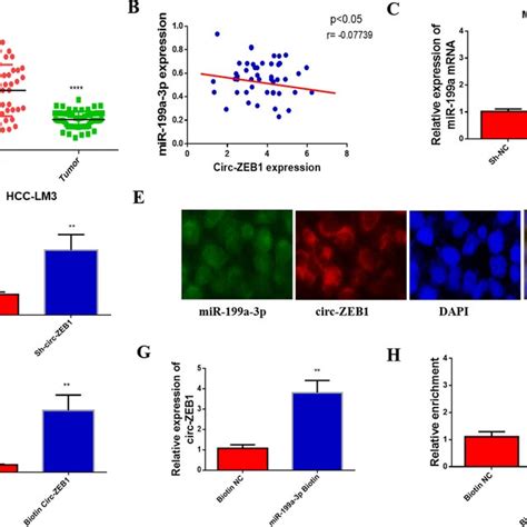 Circ ZEB1 Binds To MiR 199a 3p A MiR 199a 3p Levels Within HCC And