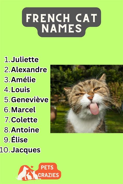 200 French Cat Names Stylish Inspirational Ideas