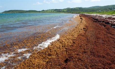 Avistada Do Espa O Onda Gigantesca De Sarga O Mais De Mil Km De