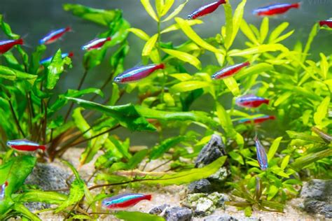 Is My Neon Tetra Pregnant? All About Neon Tetras Breeding