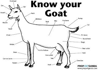 Parts Of A Dairy Goat