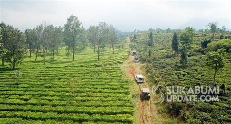 Serunya Fun Offroad Di Perkebunan Teh Goalpara Sukabumi Sukabumi Update