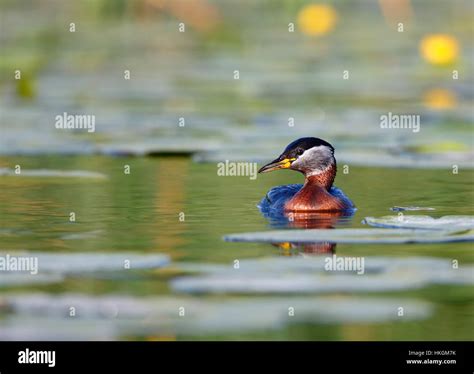 Grebe Feet Hi Res Stock Photography And Images Alamy