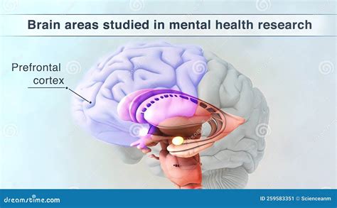 Prefrontal Cortex Stock Illustration Illustration Of Biological