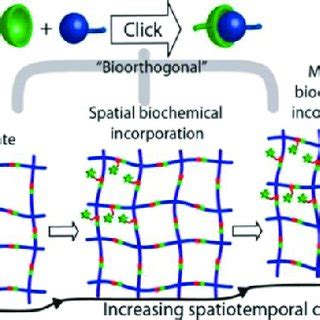 Pdf In Situforming Crosslinking Hydrogel Systems Chemistry And