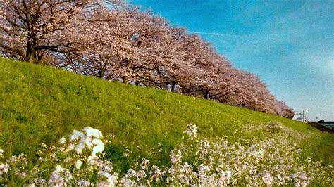 桜の美しい写真を撮る為の配色の考え方 美しい配色の桜写真を撮ろう ヤマミチ スタジオ