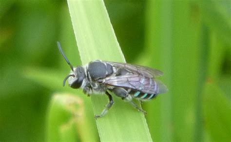 アオスジハナバチ Blue Banded Sweat Bee 水元公園の生き物