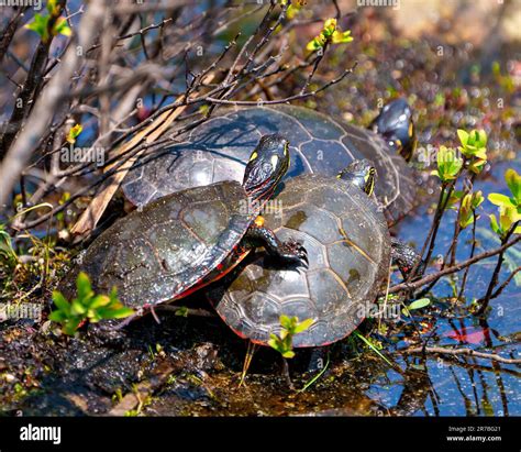 Trois Tortues Peintes Debout Sur Une B Che De Mousse Avec La V G Tation