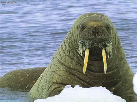 Walrus The Most Fascinating Animal In The World The Wildlife