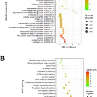 Gene Ontology And Kegg Pathway Enrichment Analyses Predicted Target