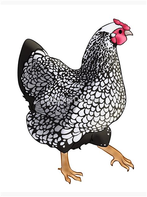 Silver Laced Wyandotte Hen Art Board Print For Sale By Clucky Designs