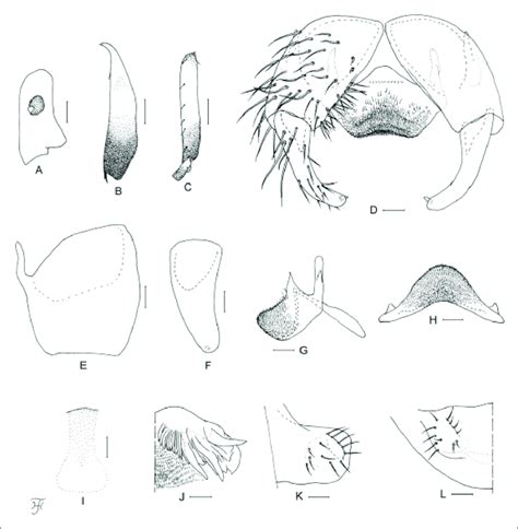 Male Of S G Sarawakense A Third Segment Of Maxillary Palp