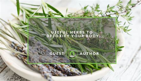 5 Useful Herbs To Detoxify Your Body Nichemarket