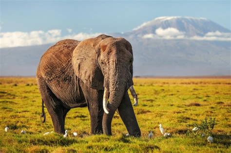 Premium Photo African Bush Elephant Loxodonta Africana In Low Grass