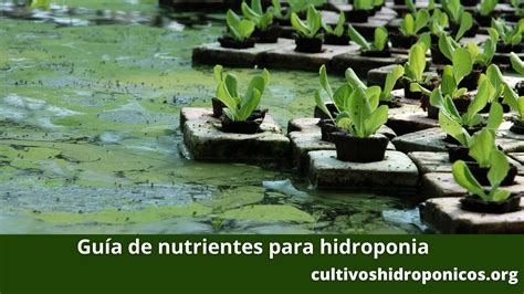 Guía Para Elegir Los Mejores Fertilizantes En Hidroponía