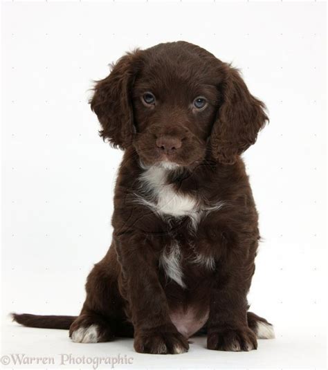 cocker spaniel puppies | Cocker spaniel puppies, Puppies, Spaniel puppies