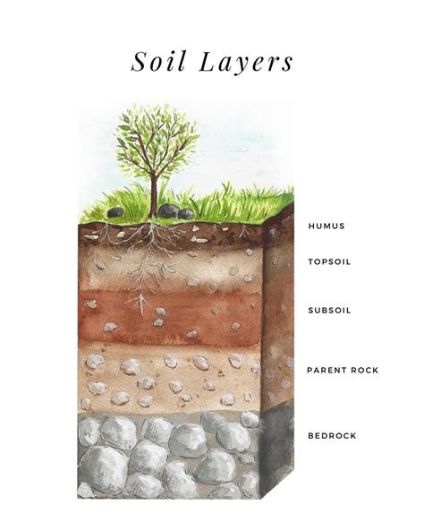 Soil layers printable poster – Artofit