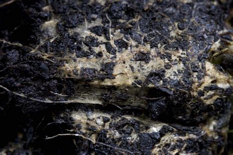 Web Of Mycorrhizal Fungi Growing Between The Roots Of Corymbia Maculata