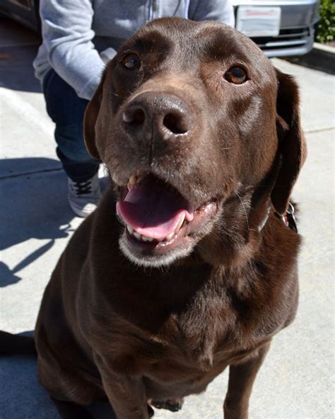 Labrador Retriever Dog For Adoption In San Diego Ca Adn 489529 On