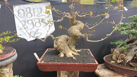 CEK HARGA BONSAI TERBARU DI PAK JONET MULAI 200 RB SAMPAI 8 JTA NEGO 0