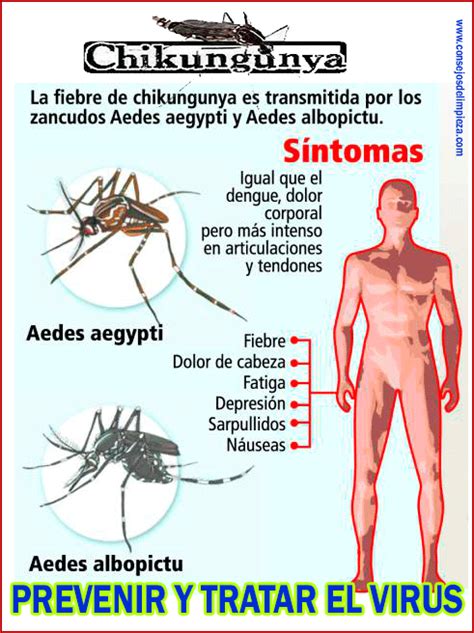 La Fiebre O Virus Chikungunya Todo Sobre Ello Consejos De Limpieza