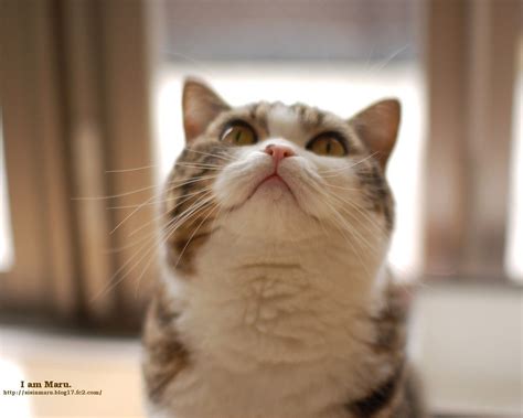 Maru The Cat Wallpaper