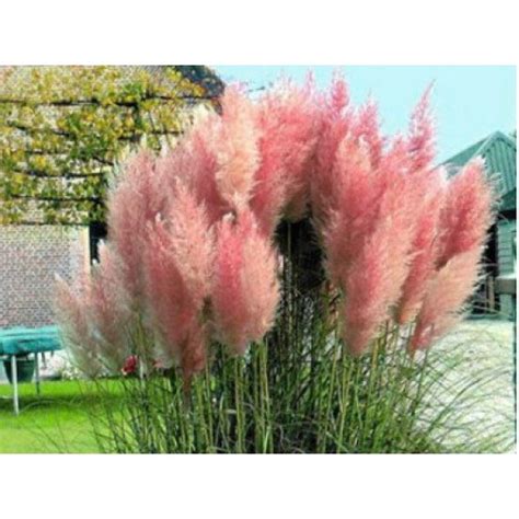 Пампаска трева (Кортадерия) розова от Plants.bg с отлична цена