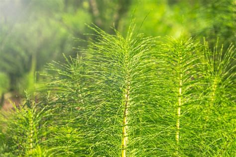 Comment se débarrasser de la prêle dans son jardin