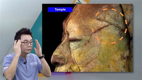 Temple Anatomy