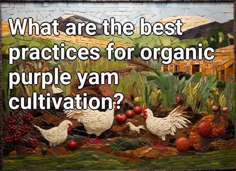 What are the best practices for organic purple yam cultivation? – Agriculture.Gov.Capital