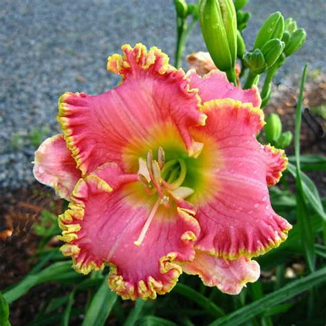 Divas Choice Daylily Hemerocallis 4 Pot Rebloomer