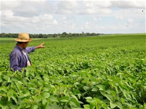 G1 Produtores Em RR Se Preparam Para Colher Primeira Safra De Soja De