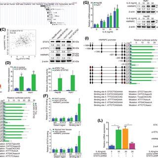 Heterogeneous Nuclear Ribonucleoprotein C Hnrnpc Downregulation