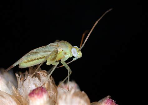 Plant Buggo Heather Broccard Bell Flickr