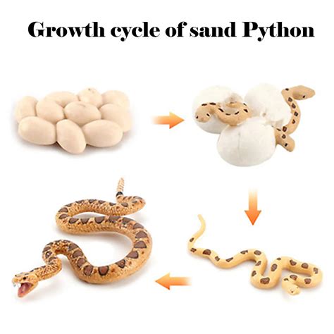 Rattlesnake Life Cycle at Leida Tucker blog