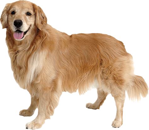 Описание породы собак Голден Ретривер Golden Retriever