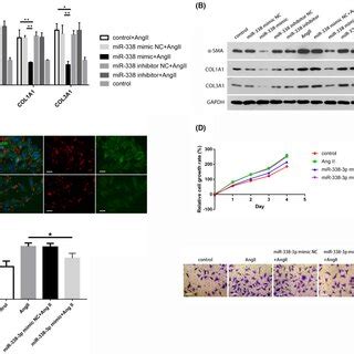 Mir P Overexpression Suppresses Cf Activation Proliferation And