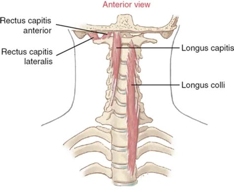 Longus Capitis Muscle - Mobility Physiotherapy Clinic