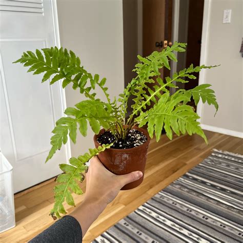 Blechnum Brasiliense Volcano Dwarf Brazilian Tree Fern In Gardentags