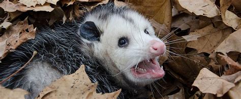 How To Deter Possums From Your Garden? - CBD Possum Removal