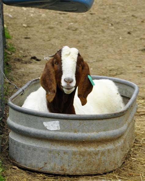 1000+ images about Boer Goats on Pinterest