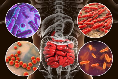 Gut Microbiota A Key Factor In Metabolic Disorders And Dietary